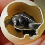 How long does it take for turtle eggs to hatch