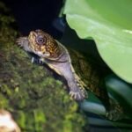 Madagascar Big-headed Turtle Common Name