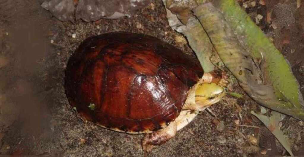 McCord's box turtle