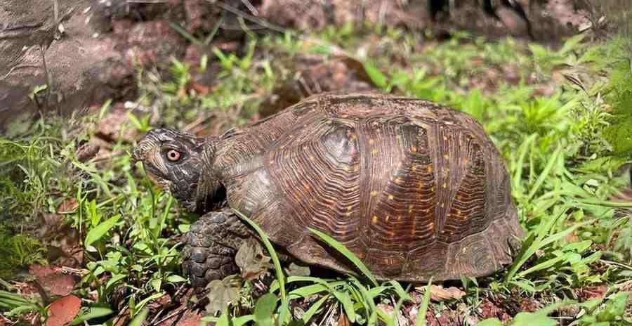 southern spotted box turtle 