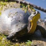 Blanding's turtle head in shell