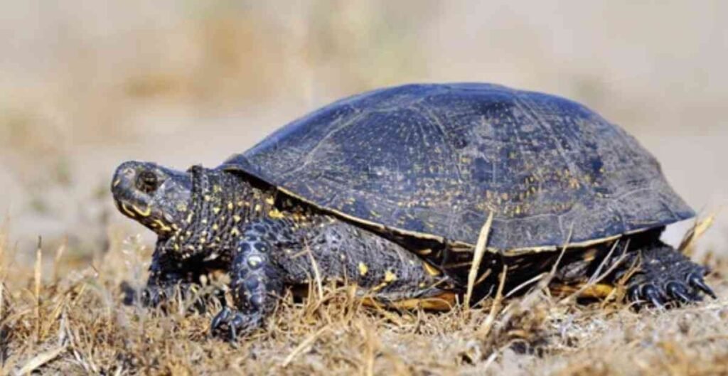 Blanding's turtle head in shell