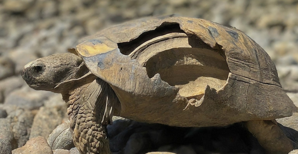 Can turtles regrow their under shells