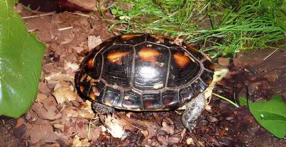 Chinese Box Turtle