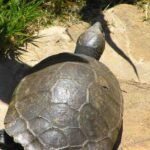 Madagascar Big-Headed Turtle Population