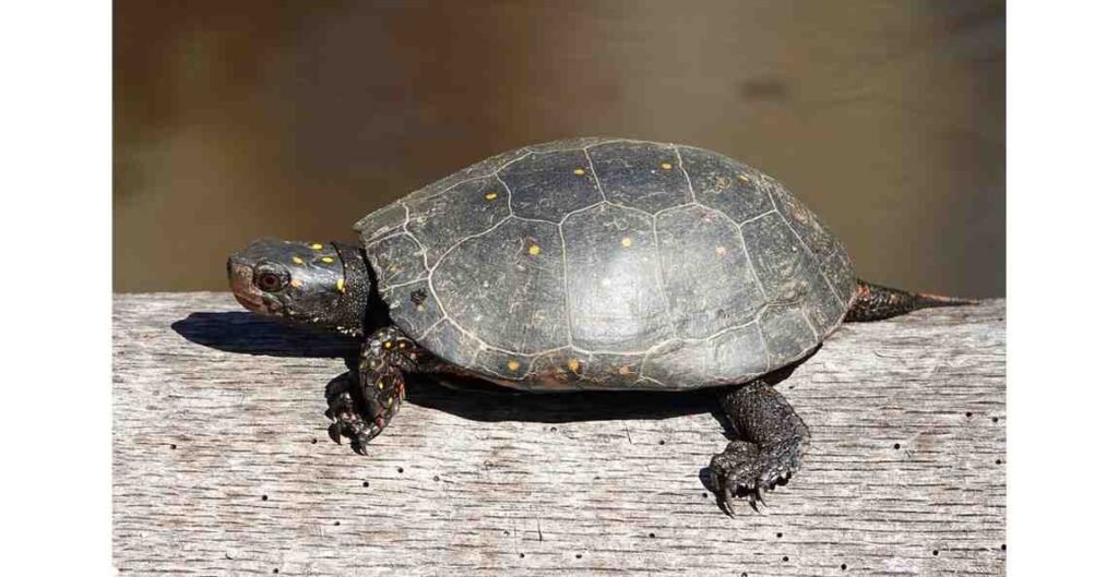 spotted box turtle