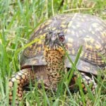 Types of box turtles -Eastern Box turtle