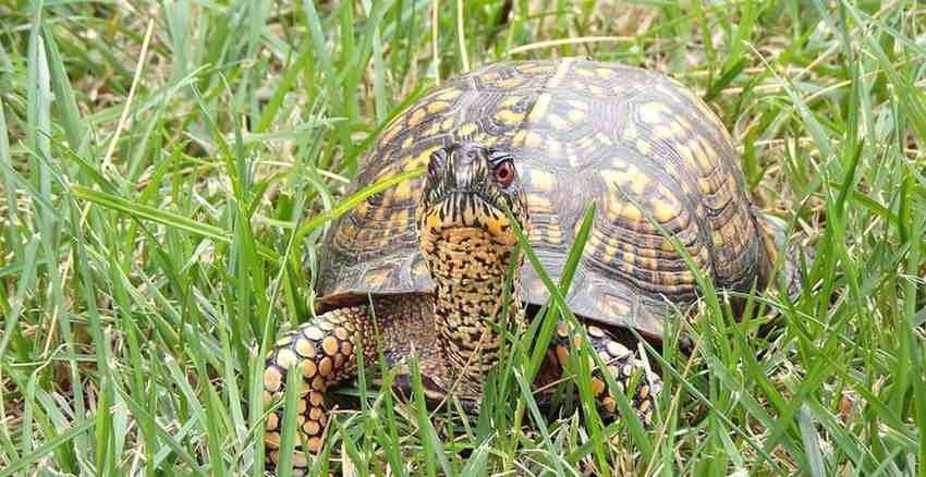 Types of box turtles - Eastern box turtle