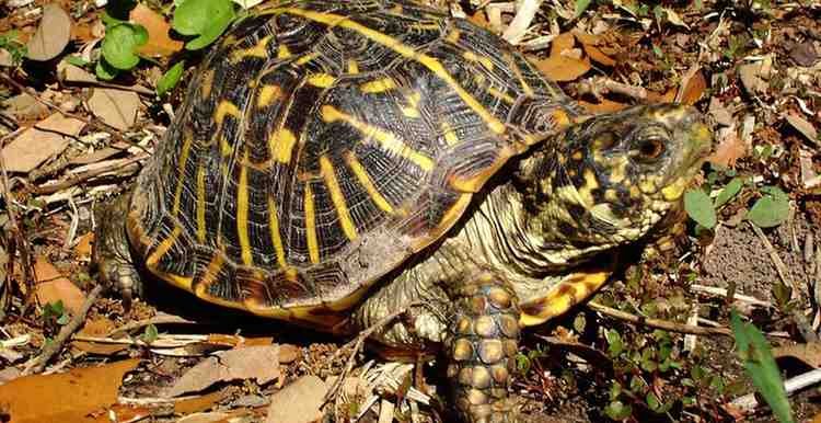 Types of Box turtles - Ornate box turtle