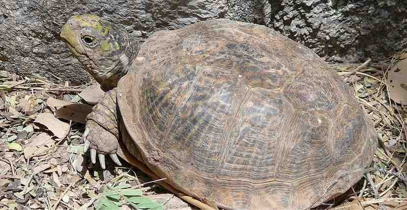 Types of Box turtles - Desert box turtle