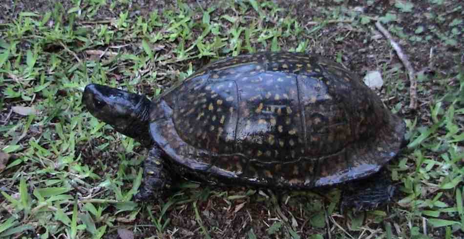 Types of Box turtles - Gulf Coast box turtle