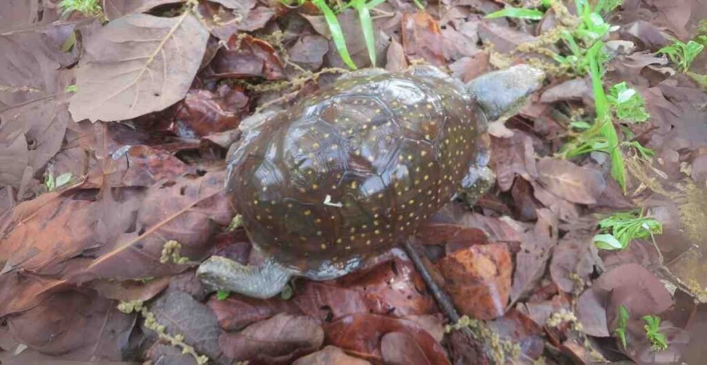 Types of box turtles northern spotted box turtle