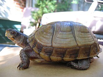 types of box turtles - three-toed box turtle