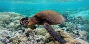 Type Of Sea Turtles - green-sea-turtle