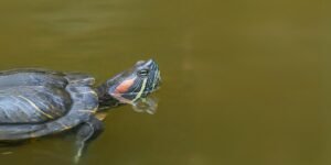 how long can red eared turtles hold their breath - 1