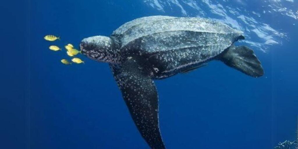 Leatherback Sea Turtle Bite